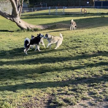 Dog Park at Bay Area Park